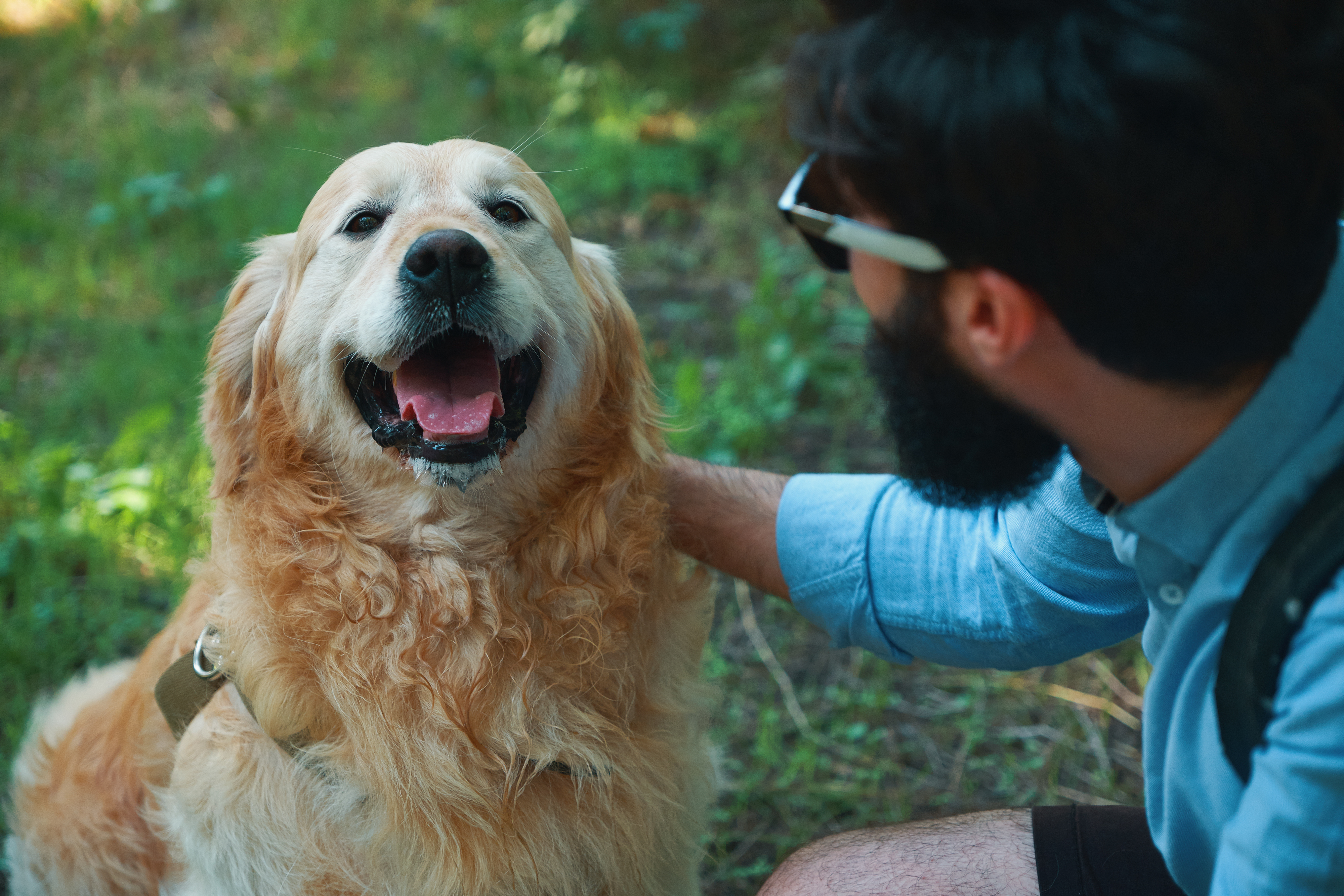 Happy Golden Retriever